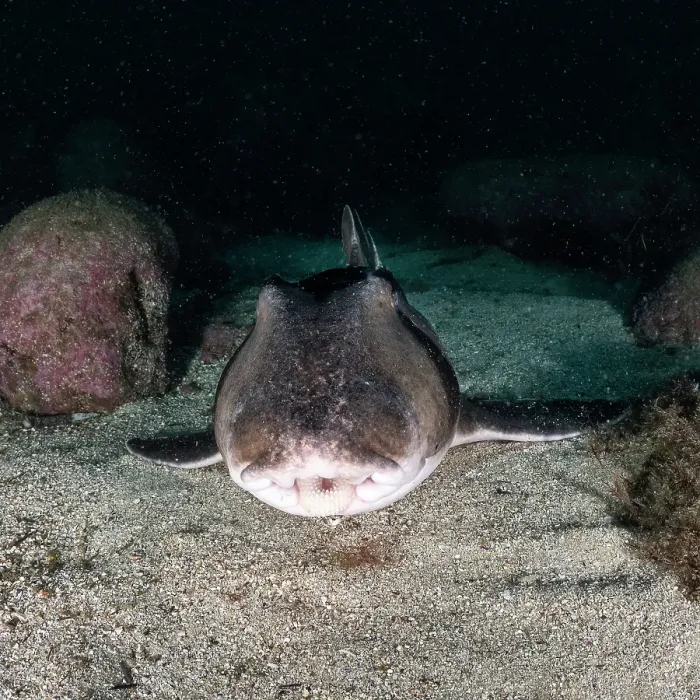 Framed Print : Port Jackson shark close up, Jervis Bay, NSW Framed Print : Port Jackson shark close up, Jervis Bay, NSW