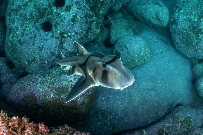Framed Print : Port Jackson shark, Jervis Bay, NSW Framed Print : Port Jackson shark, Jervis Bay, NSW