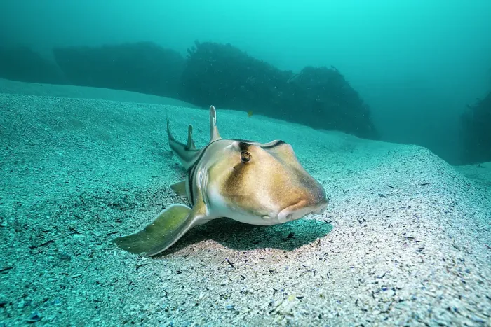 Framed Print : Port Jackson shark resting on the ocean floor, Jervis Bay Marine Park Framed Print : Port Jackson shark resting on the ocean floor, Jervis Bay Marine Park