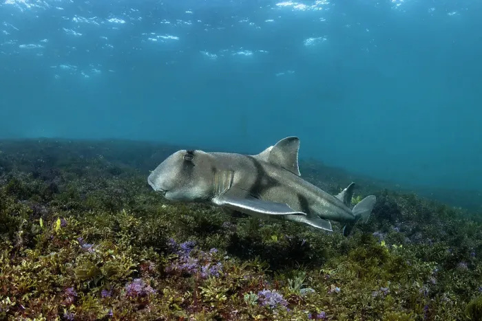 Framed Print : Port Jackson shark swimming over coral reef Framed Print : Port Jackson shark swimming over coral reef