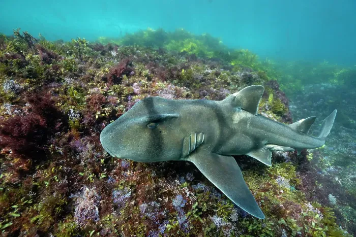 Framed Print : Port Jackson shark swimming over coral reef