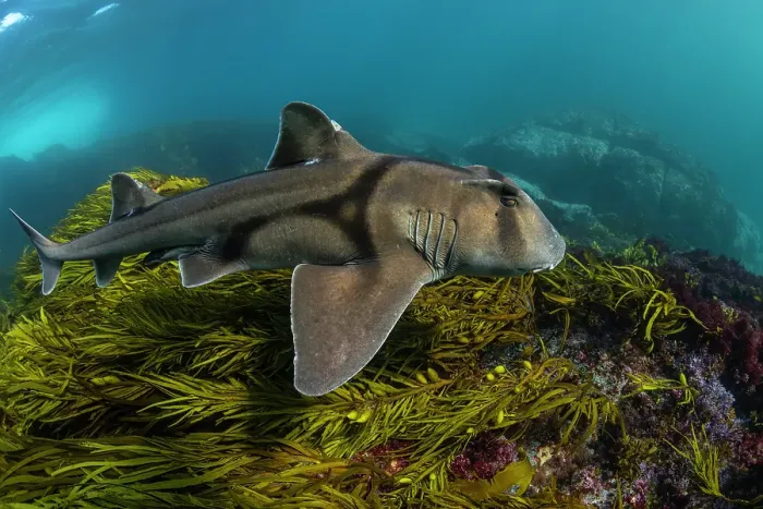 Framed Print : Port Jackson shark swimming over sea grass, Montague Island, NSW