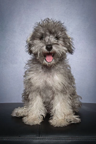 Portrait of a Bichon Frise x Miniature Schnauzer puppy looking at the camera on a gray
