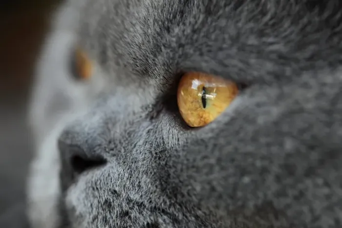 Framed Print : Portrait of a Cat