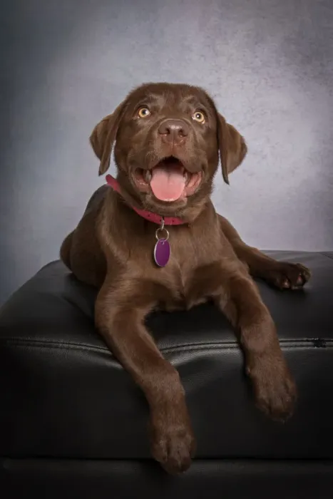 Framed Print : Portrait of a chocolate brown Labrador Retriever Puppy looking at the camera on a gray