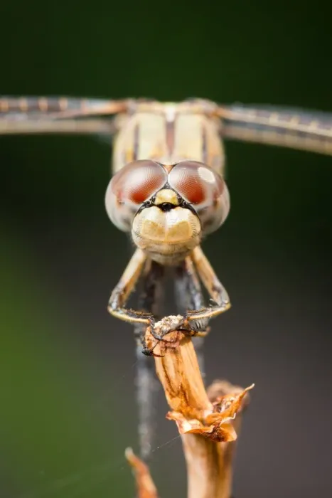 Framed Print : Portrait of a dragonfly Framed Print : Portrait of a dragonfly