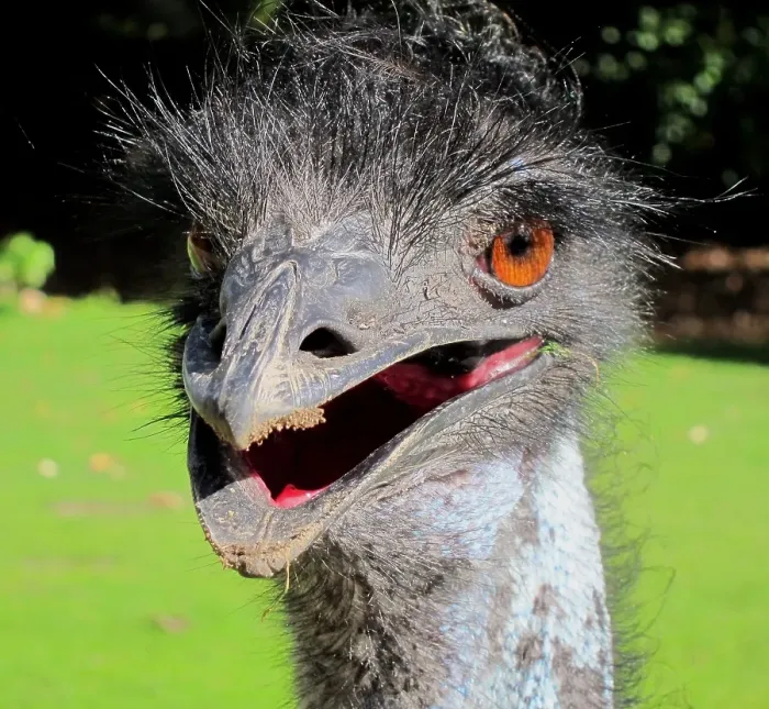 Framed Print : Portrait of Emu