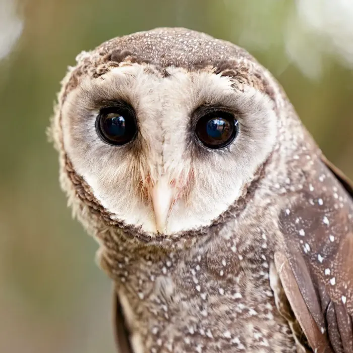 Framed Print : Portrait of a Greater Sooty Owl - Australia