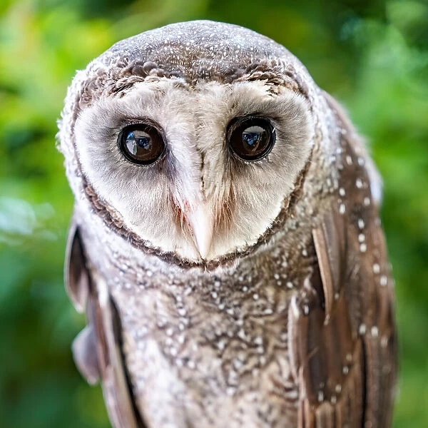 Portrait of a Greater Sooty Owl - Australia