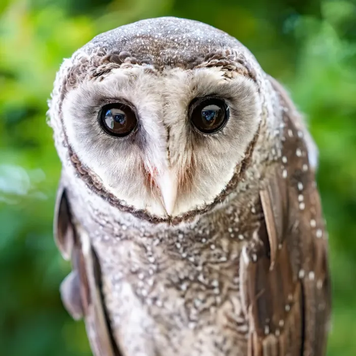 Framed Print : Portrait of a Greater Sooty Owl - Australia Framed Print : Portrait of a Greater Sooty Owl - Australia