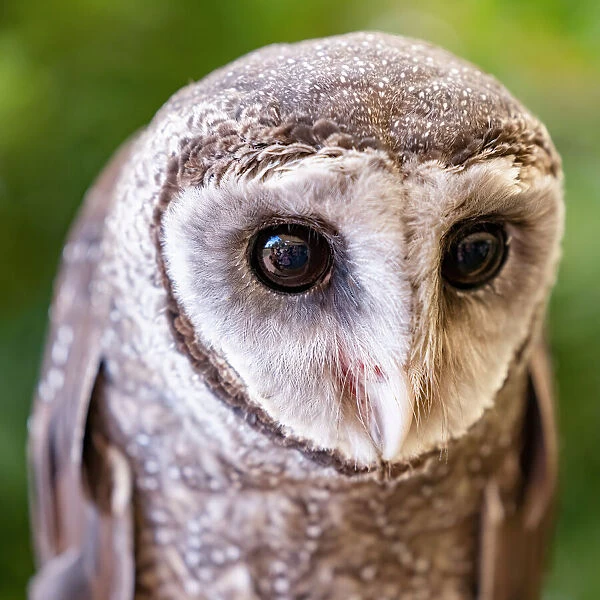 Portrait of a Greater Sooty Owl - Australia