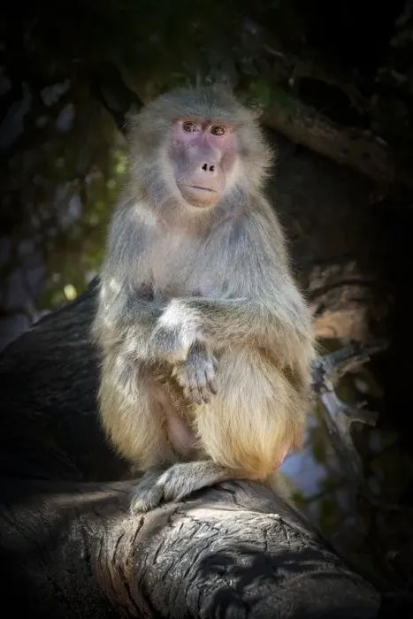 Framed Print : Portrait of a Hamadryas Baboon looking at the camera - Papio hamadryas Framed Print : Portrait of a Hamadryas Baboon looking at the camera - Papio hamadryas