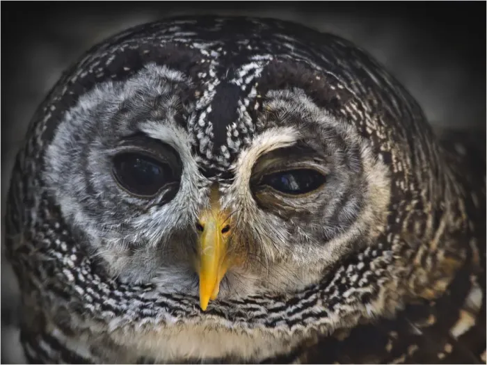 Framed Print : A portrait on an Owl