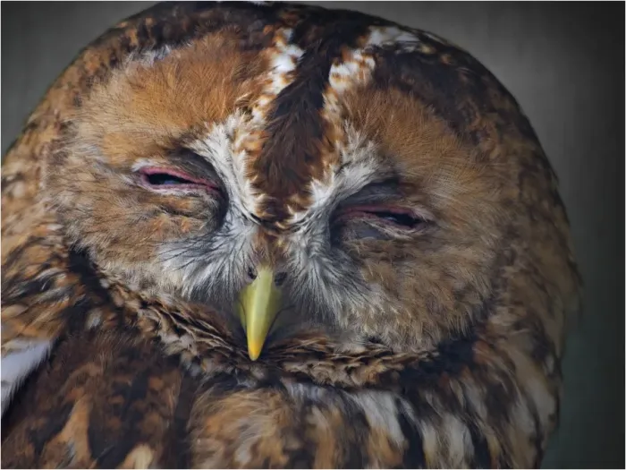 Framed Print : A portrait on an Owl