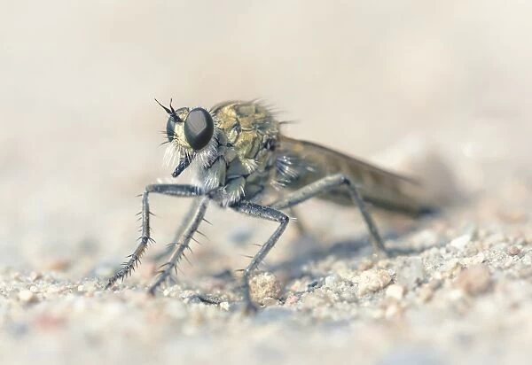 Portrait of a robber fly in Jersey, UK