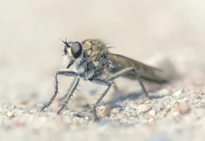 Framed Print : Portrait of a robber fly in Jersey, UK Framed Print : Portrait of a robber fly in Jersey, UK