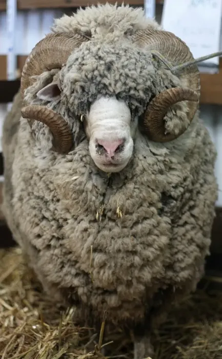 Framed Print : Portrait of Sheep