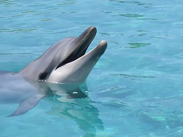 Framed Print : Portrait of smiling dolphin in turquoise water