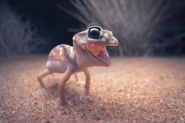 Portrait of a wild, aggitated Pernatty knob-tailed gecko (Nephrurus deleani) from arid South Australia