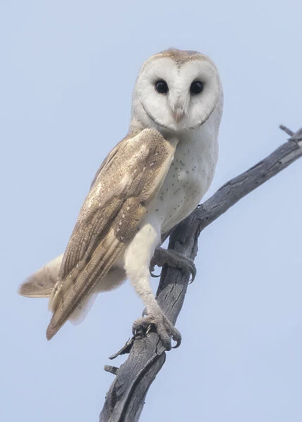 Portrait of a wild barn owl (Tyto alba) perched on a branch during daylight