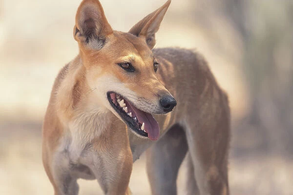 Portrait of a wild dingo (Canis lupus dingo) from inland South Australia in dappled sunlight