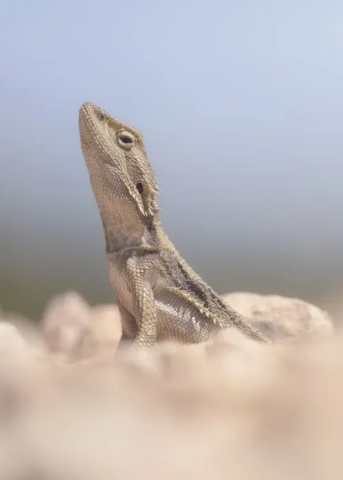 Framed Print : Portrait of a wild, dwarf bearded dragon (Pogona minor) from outback Australia