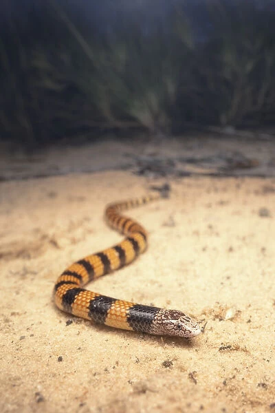 Portrait of a wild Jans banded snake (Simoselaps bertholdi) at night on sand with spinifex background