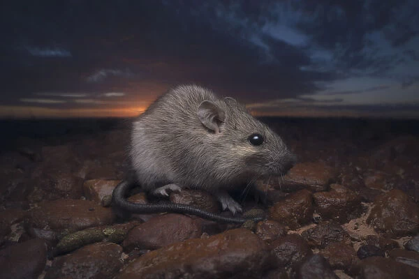 Portrait of a wild long-haired rat (Rattus villosissimus), otherwise known as the plague rat, on gibber plain in central Australia