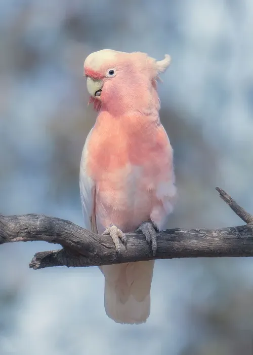 Framed Print : Portrait of a wild Major Mitchells cockatoo (Lophochroa leadbeateri) perched on a branch with sky and vegetation in background, Australia