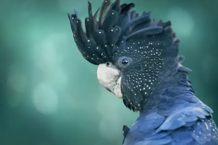 Framed Print : Portrait of a wild red-tailed black cockatoo (Calyptorhynchus banksii) with raised crest head feathers and blurred bokeh background