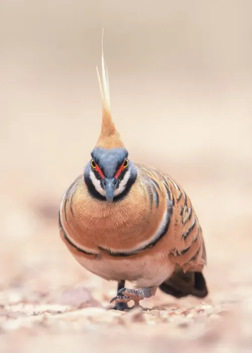 Framed Print : Portrait of a wild spinifex pigeon (Geophaps plumifera) foraging on the ground