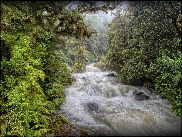 Poseidon creek, South Island, New Zealand