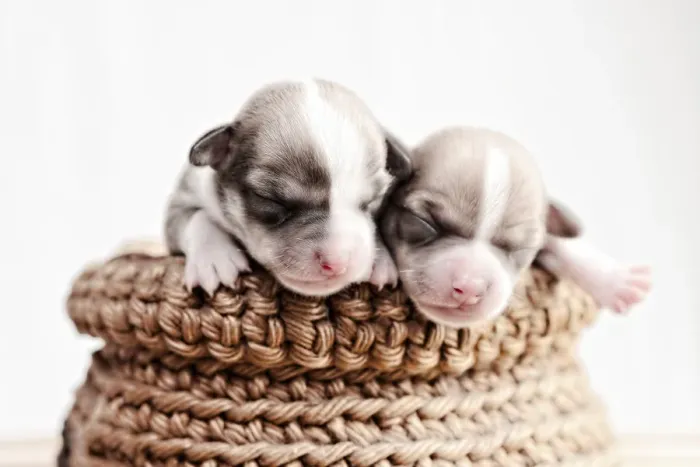 Framed Print : pot of pups Framed Print : pot of pups