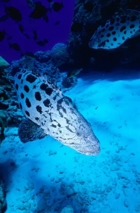 Framed Print : Potato Cod