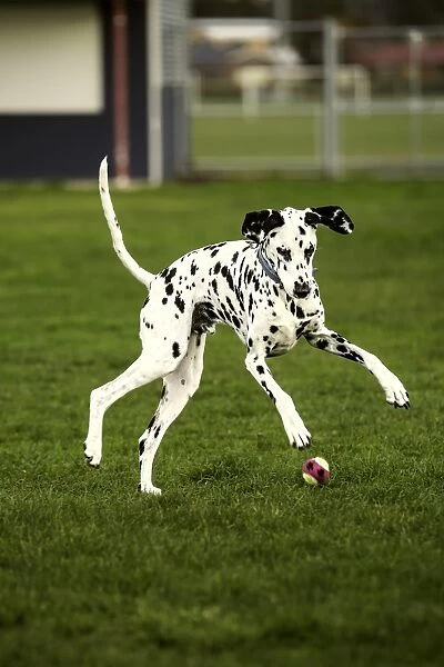 Pouncing. A vertical shot of a Dalmatian Dog jumping on a tennis ball