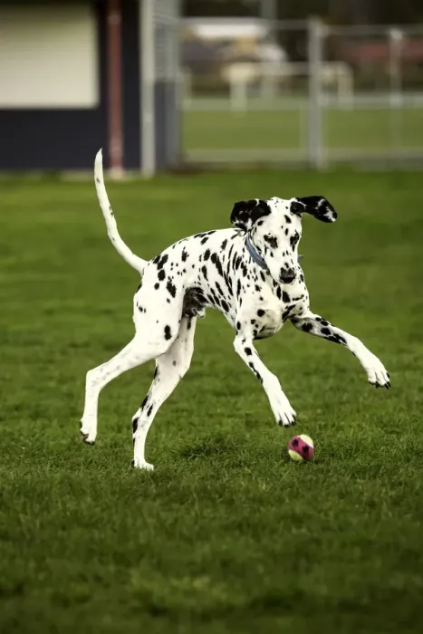 Framed Print : Pouncing. A vertical shot of a Dalmatian Dog jumping on a tennis ball