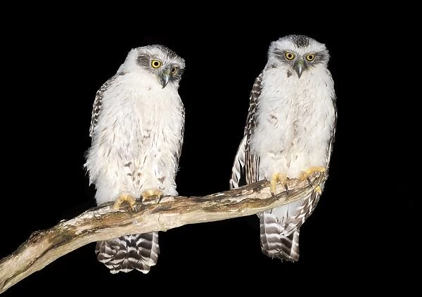 Powerful owl chicks Ninox strenua