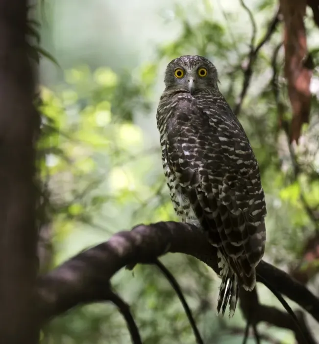 Framed Print : powerful owl roosting on branch in day time Framed Print : powerful owl roosting on branch in day time