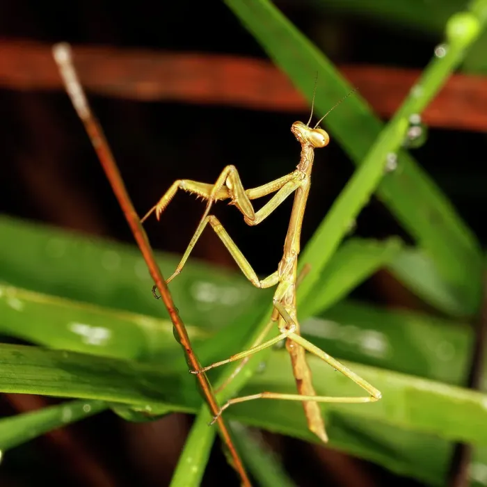 Framed Print : praying mantis- Baldivis, Western Australia Framed Print : praying mantis- Baldivis, Western Australia