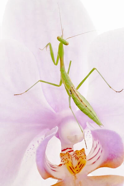 Praying Mantis On Orchid Flower