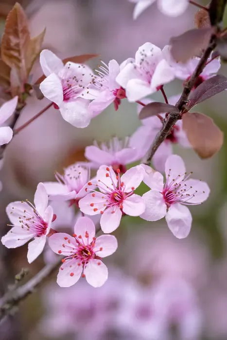 Framed Print : Pretty plum blossoms on the tree
