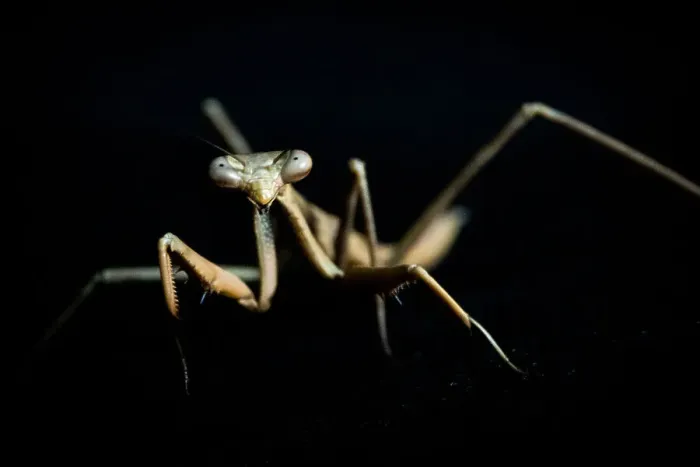 Framed Print : preying mantis Framed Print : preying mantis