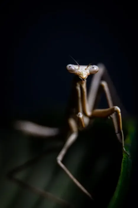 Framed Print : Preying mantis