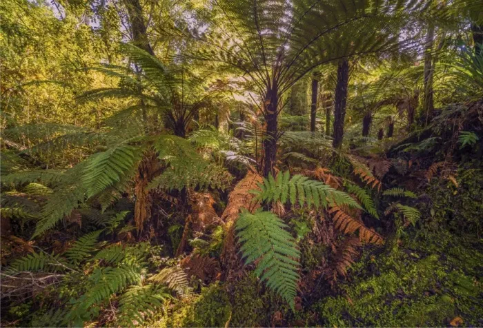 Framed Print : Pristine rainforest on the west coastline at Ship Creek, south Island, New Zealand Framed Print : Pristine rainforest on the west coastline at Ship Creek, south Island, New Zealand