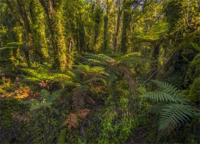 Framed Print : Pristine rainforest on the west coastline at Ship Creek, south Island, New Zealand Framed Print : Pristine rainforest on the west coastline at Ship Creek, south Island, New Zealand