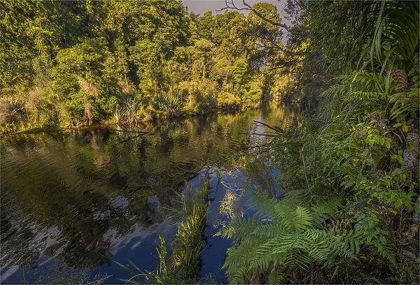 Pristine rainforest on the west coastline at Ship Creek, south Island, New Zealand