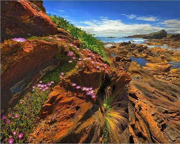 The pristine and wild Tarkine wilderness area and coastline, Tasmania, Australia