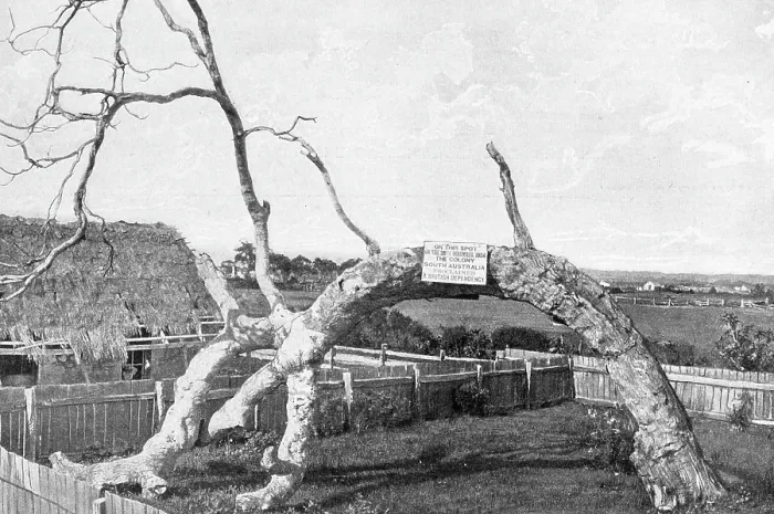 Framed Print : Proclamation Tree, South Australia Framed Print : Proclamation Tree, South Australia