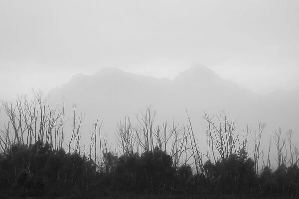 Procyon Peak and Mt Orion seen through the morning mist on the Cracroft Plains