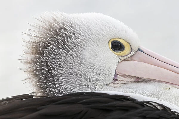 A side profile of an Australian pelican